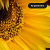 Sonnenblume